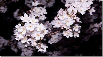 _sakura