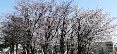 周辺：桜さく～