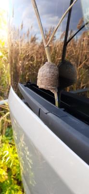 カマキリのタマゴ！！